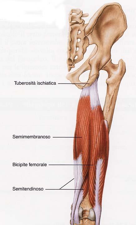 Il muscolo semimembranoso origina dalla tuberosità ischiatica dell osso dell anca per terminare, con un tendine terminale detto tendine diretto, sulla faccia posteriore del condilo mediale della