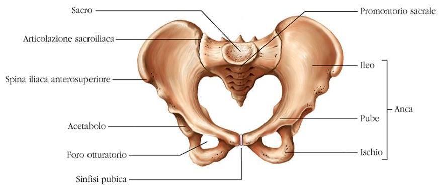 Figura 2: Bacino osseo 2.2. Ossa della coscia Il femore è l unico osso della coscia, è un osso lungo, disposto verticalmente e presenta un corpo o diafisi e due estremità o epifisi, una prossimale ed una distale (Fig.