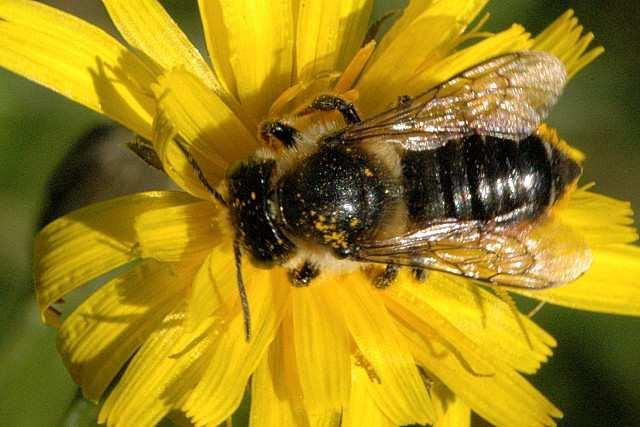 Durante l approvvigionamento del nido le femmine visitano oltre 100 fiori in