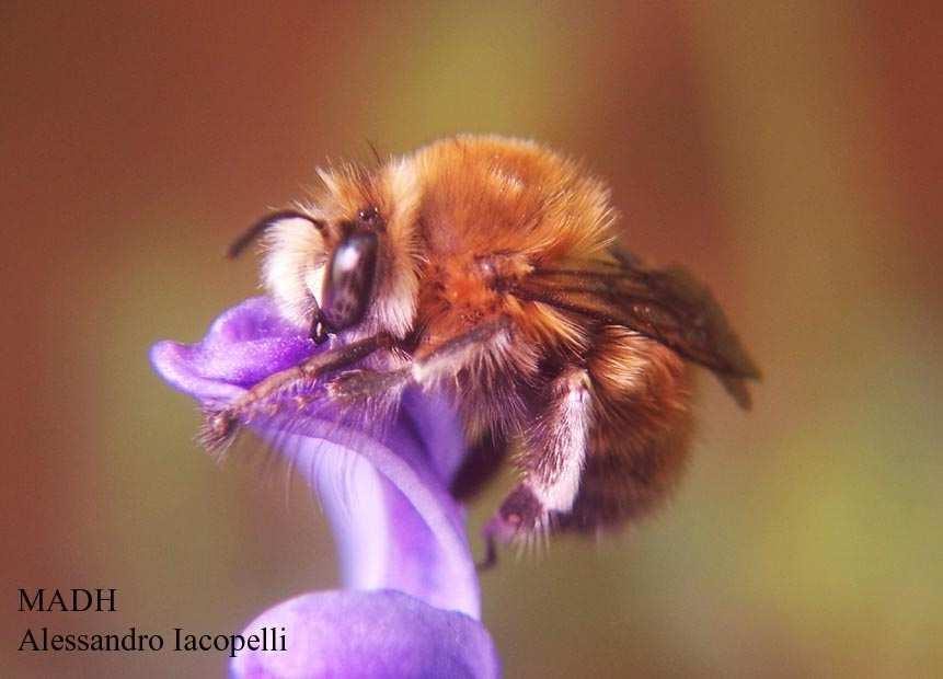 raccoglie nettare dai fiori e si