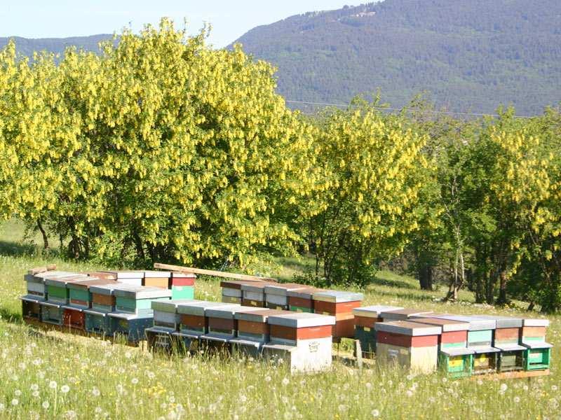 Vantaggi nell impiego dell ape come impollinatore vive in famiglie pluriennali che mediamente contano 50.