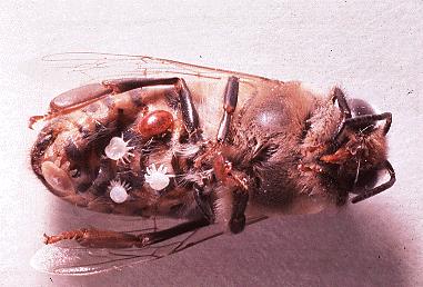 Varroa su