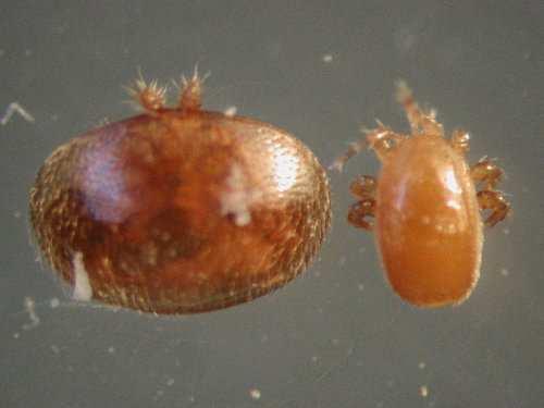 Varroa femmina