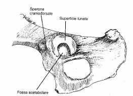 Capitolo 1 Richiami di anatomia Figura1.1: Veduta ventro-laterale dell emipelvi del cane 81.