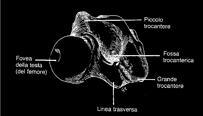 Capitolo 1 Richiami di anatomia dell acetabolo; ha il compito di limitare l eccessivo allontanamento dei due capi articolari.