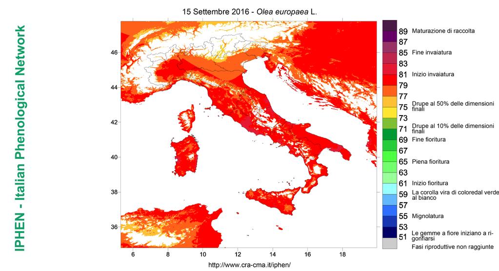 FENOLOGIA OLIVO ANALISI OLIVE TREE ANALYSIS Segnalazioni di inizio invaiatura giungono dalle province di Savona, Ascoli