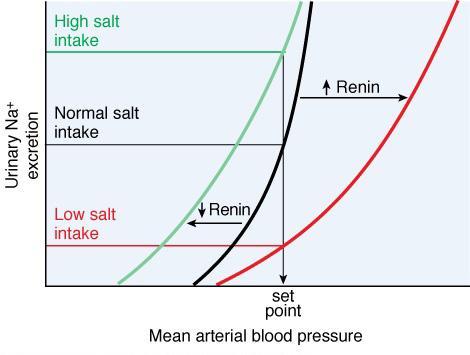 Il sistema renina-angiotensina gioca un ruolo importante nel mantenimento della pressione arteriosa a lungo termine nonostante variazioni notevoli nell'assunzione di Na + lnterazioni tra assunzione
