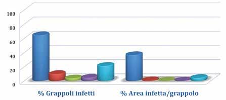 Prove di efficacia su VITE target BOTRITE Infezioni (%) Evidenti marciumi causati da Botrytis cinerea su grappoli di Sirah Testimone non trattato Assenza di marciumi su