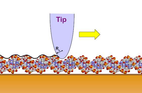 AFM image