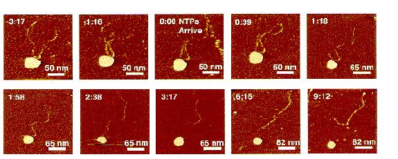 La possibilità di funzionare in fluido e di essere una tecnica non distruttiva permette all SFM di seguire