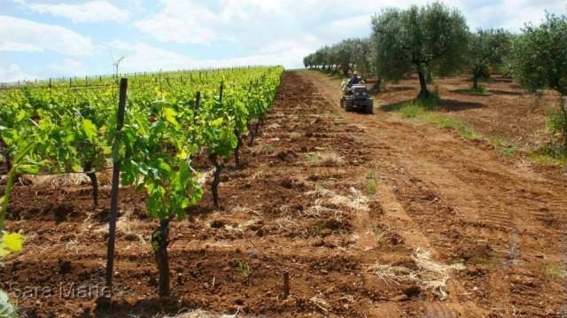 Lo splendido colpo d occhio in vigna Serra del Prete (foto di Sara Marte) Il