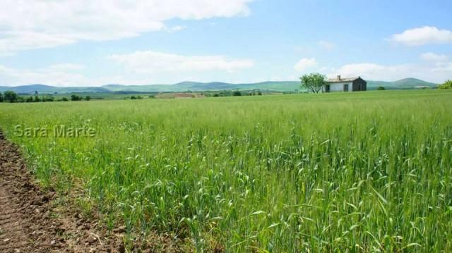 biologico certificato. Infine ci esplode negli occhi una distesa di verde intenso ed un cascinale in lontananza da quadro impressionista.