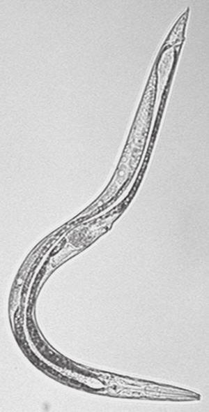 Gli invertebrati del suolo Nematodi (M. Gobbi) I Nematodi (Fig. 3.2) hanno corpo cilindrico vermiforme a sezione trasversale circolare.