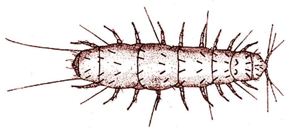 Gli invertebrati del suolo Fig. 3.11 - Pauropode (Disegno tratto da: http://tolweb.org/pauropoda/2531). Pauropodi (L.