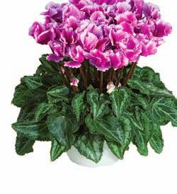 .. Mix di 3 colori con pianta compatta, fioritura relativamente precoce, fiori di forma e colore decisamente nuovi.