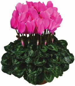 Maxi Gamma completa di varietà da vaso grande per fioriture da settembre a gennaio adattabili ai climi diversi dalle Alpi alla Sicilia.