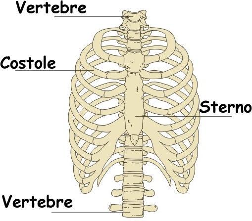 Ossa del