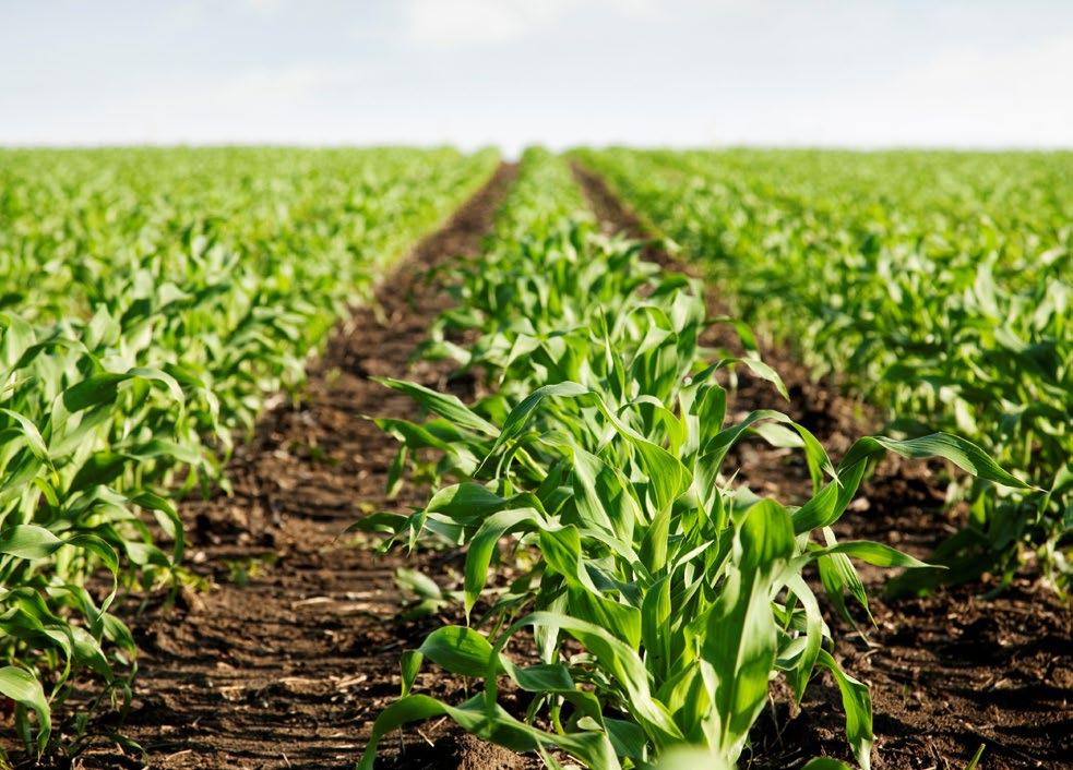 Agricoltura PROGRAMMA DI SVILUPPO RURALE 2014/20 6 milioni per lo sviluppo locale (Lago di Como Gal scarl) 220