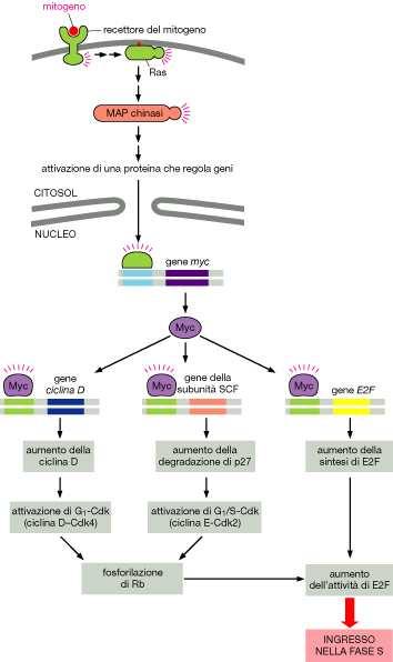 La via delle MAP chinasi può promuovere la proliferazione cellulare,