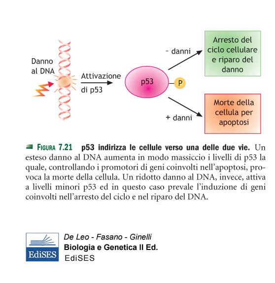 In alternativa, se i danni subìti dal DNA sono di notevole entità, la proteina