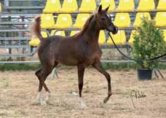 Futurity Female 3 ECLISSE DR Padre: MAGIC ZAIR Madre: RED MOON Prop: ARETUSA ARABIANS Allev: DE LUCA ROBERTO Punti: 75 Puledre di 2 anni 1 WAHELE Padre: WAHID Madre: ELEKTRA Prop: VIRGA GIORGIO