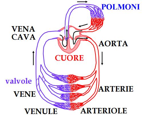 Sistema circolatorio Il cuore è una