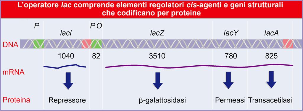 OPERONE Lac:Inducibile regolato in modo negativo