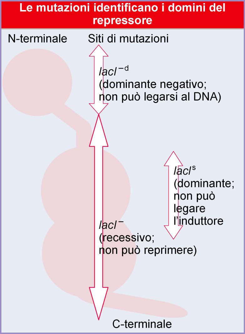 Mutanti nel sito di legame del DNA, per cui si formano