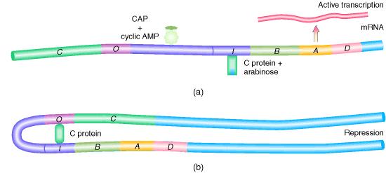 Duplice funzione della proteina arac La proteina arac assume una