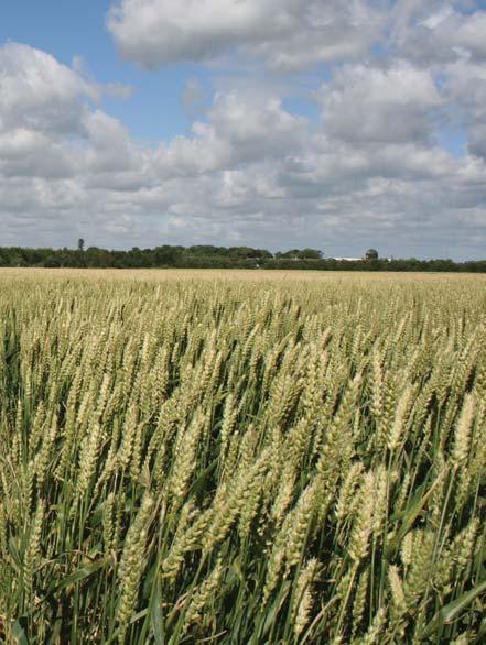 ERBICIDI HIATUS CARATTERISTICHE: HIATUS è un erbicida selettivo per il diserbo in post-emergenza di frumento tenero e duro, avena, orzo, trticale e segale. COMPOSIZIONE: Tifensulfuron metile puro g.