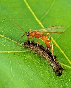 larva di Coccinella.