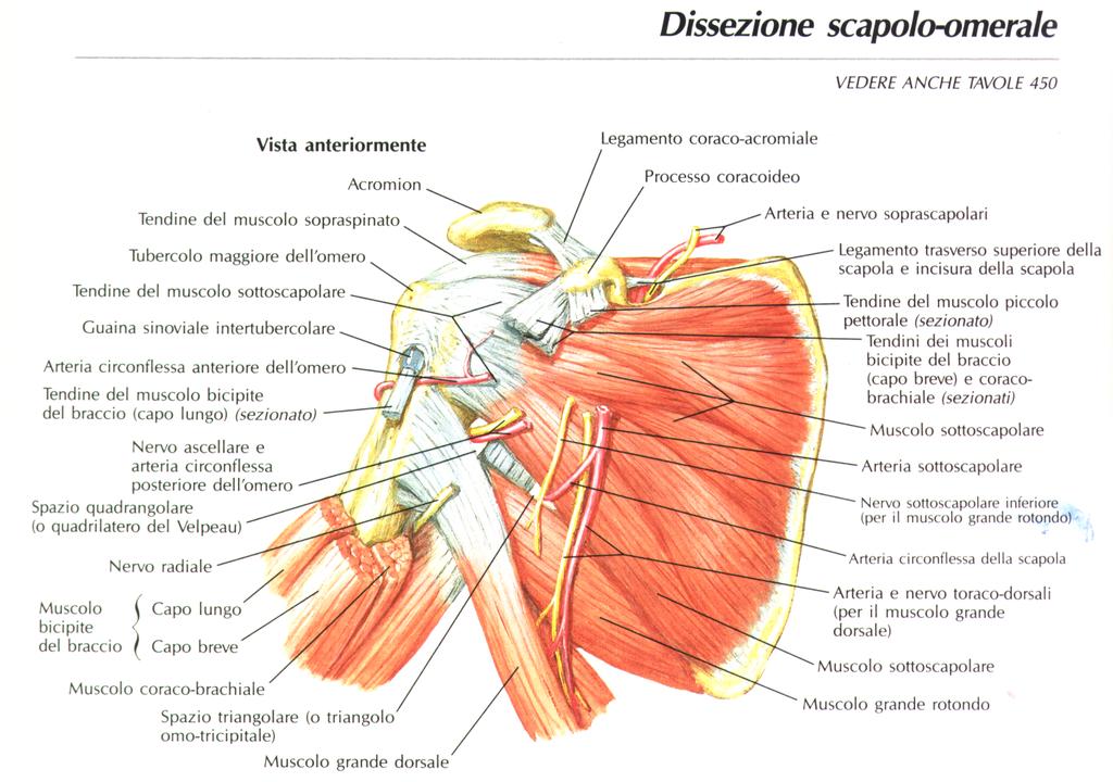 SOTTOSCAPOLARE 13