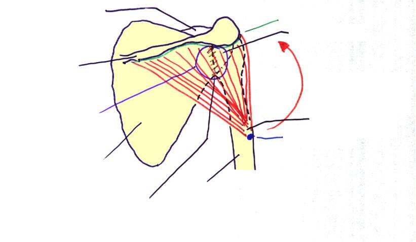 CLAVICOLA ORIGINE TESTA OMERO SPINA DELLA SCAPOLA MOVIMENTO DI CONTRAZIONE PERNO