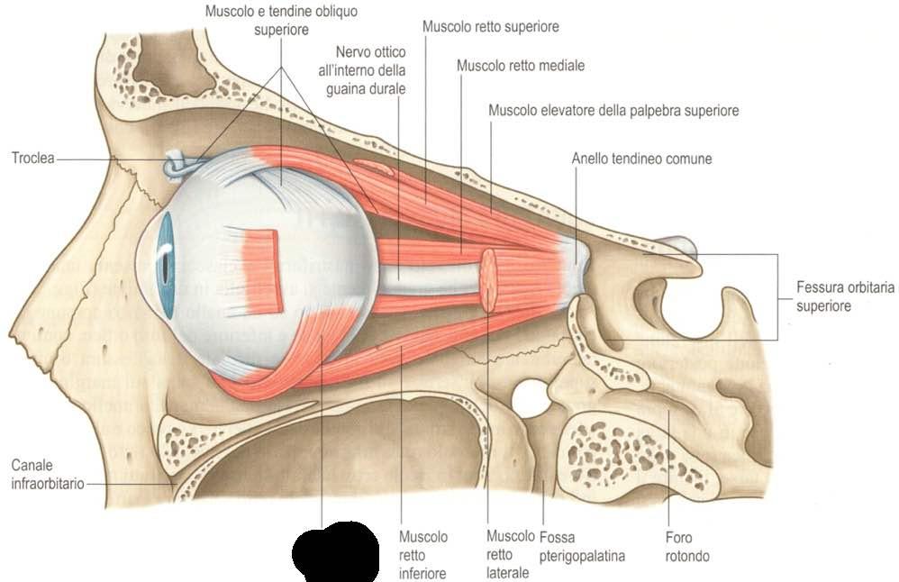 Muscolo obliquo inferiore Immagine trattta da: