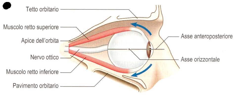 Movimenti oculari mediati dai muscoli retti superiore e inferiore