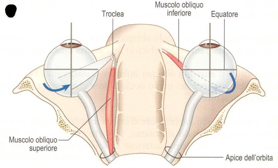 Movimenti oculari mediati dai muscoli obliqui Immagine