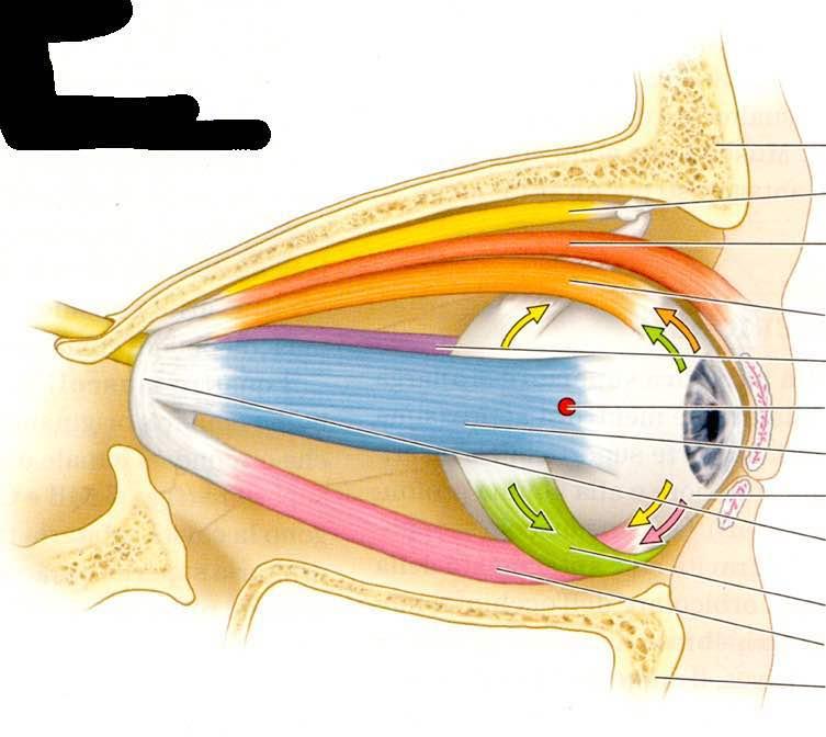 Osso frontale Muscolo obliquo superiore Muscolo elevatore della palpebra superiore Muscolo retto superiore Muscolo retto mediale Asse trasverso Muscolo retto laterale Sclera