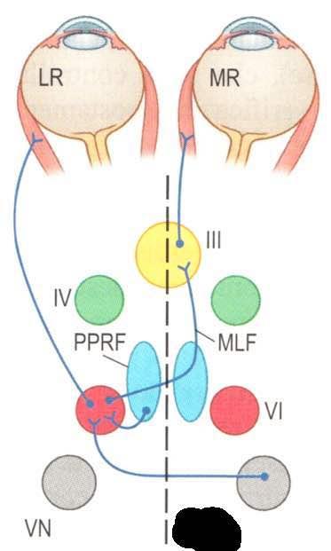 Vie troncoenfaliche per lo sguardo orizzontale PPRF: