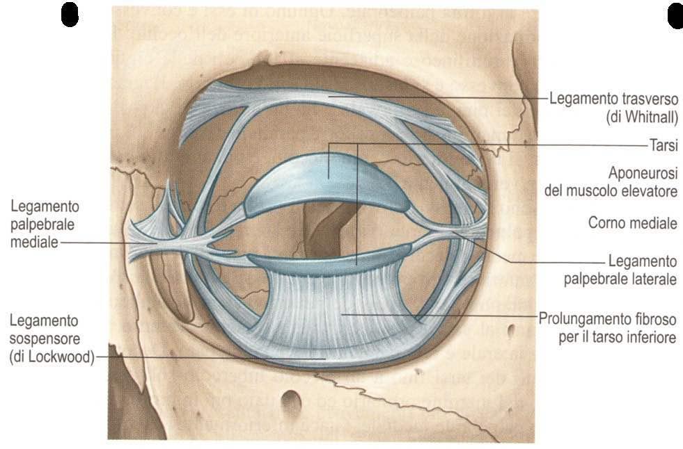 Immagine trattta da: Anatomia del