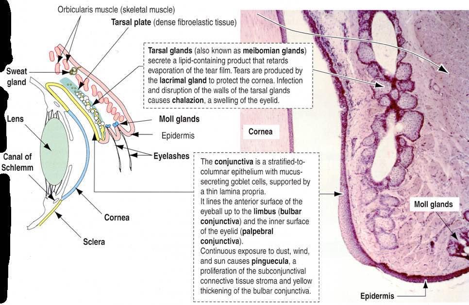 Immagine tratta da: Hystology and Cell