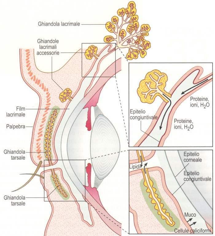 Immagine trattta da: Anatomia del