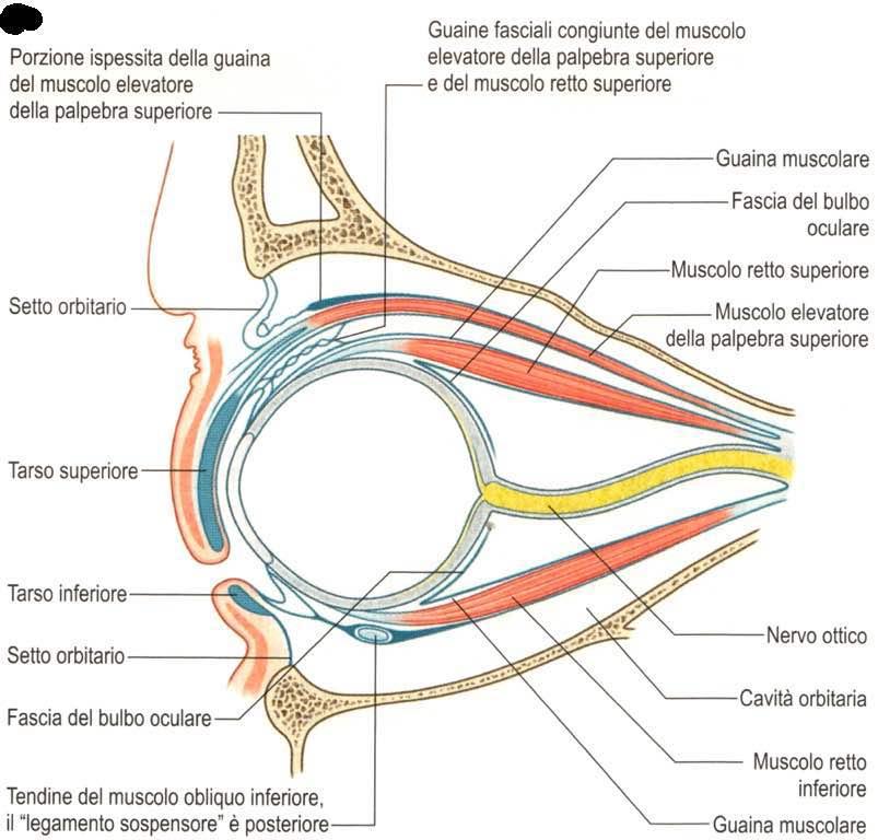 Immagine trattta da: Anatomia del