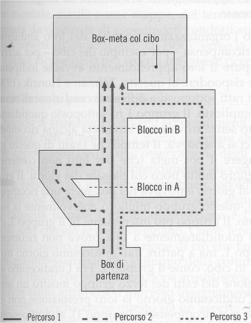 Tre percorsi alternativi conducevano al cibo (meta).