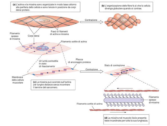 Actina e miosina sono organizzate in fasci incrociati alla periferia della cellula e si agganciano ai corpi densi La organizzazione obliqua dei filamenti fa sì che durante la contrazione la cellula