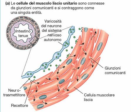 MUSCOLATURA LISCIA UNITARIA o VISCERALE Intestino, vescica, utero, vasi.