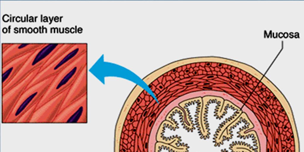 Il tessuto muscolare liscio In molti organi cavi