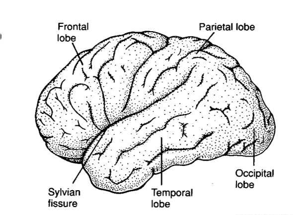 I lobi cerebrali 9/51 + limbic lobe.