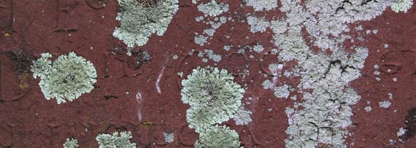 esterno e anticipano la formazione di muschio e licheni.