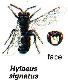 Ordine Hymenoptera Sottordine Apocrita Sezione Aculeata