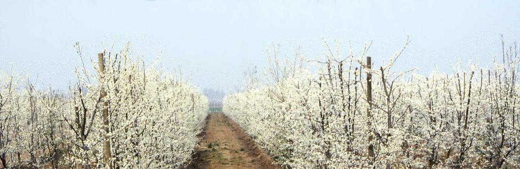 agricola, la creazione di campi di